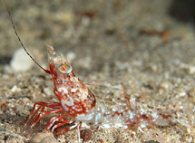 Photo:O. Lederman; See a larger picture